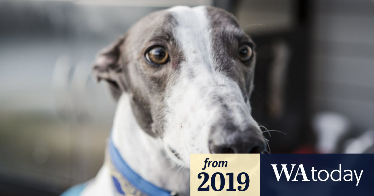 Greyhound racing muzzles for sale sales